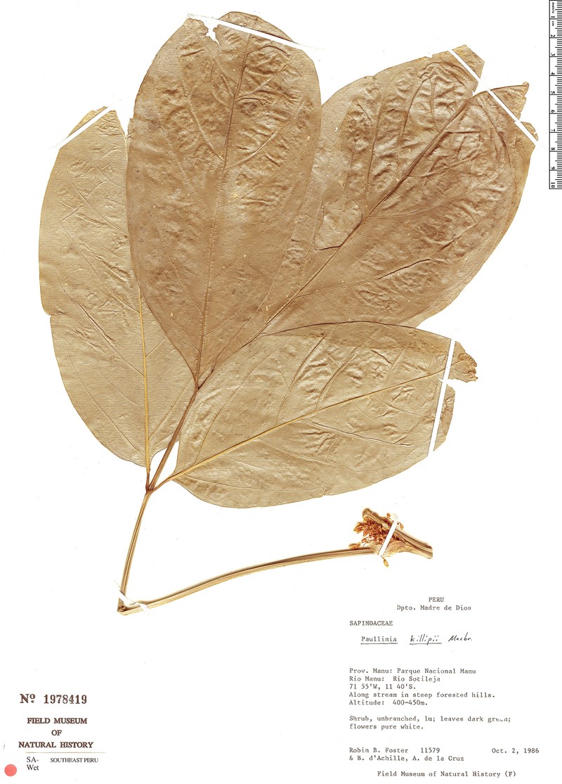 Paullinia fruticosa photo 4