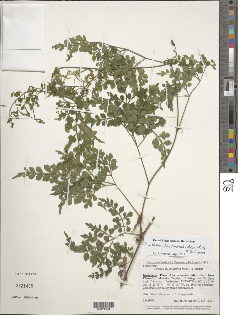Paullinia hondurensis