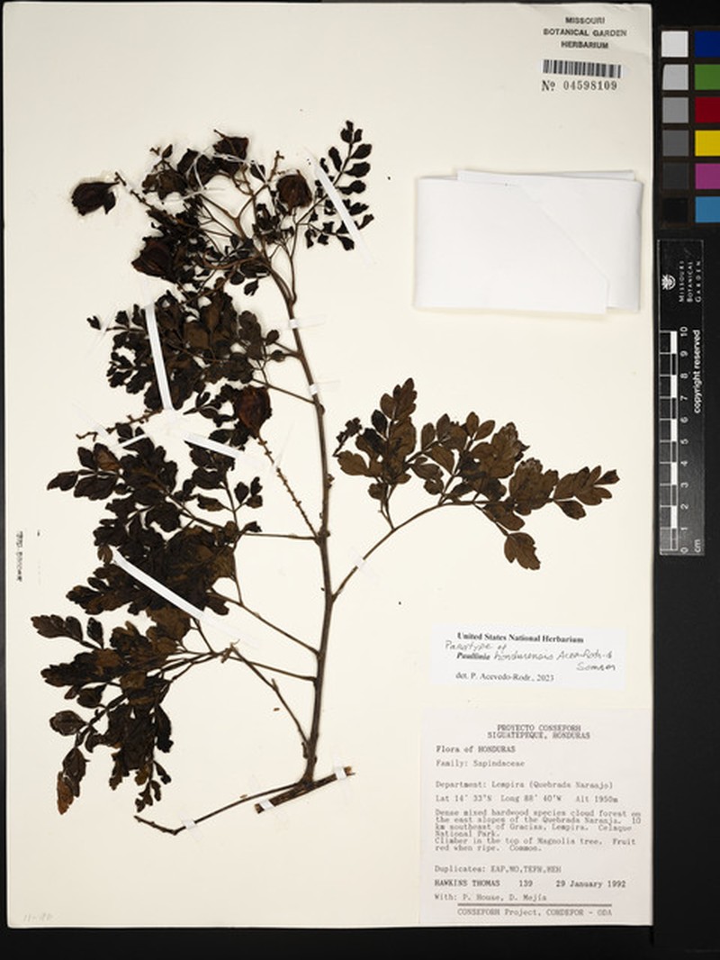 Paullinia hondurensis photo 2