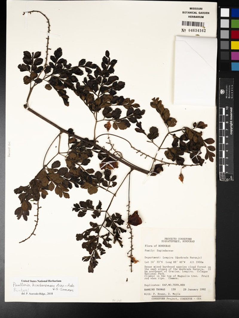 Paullinia hondurensis photo 3
