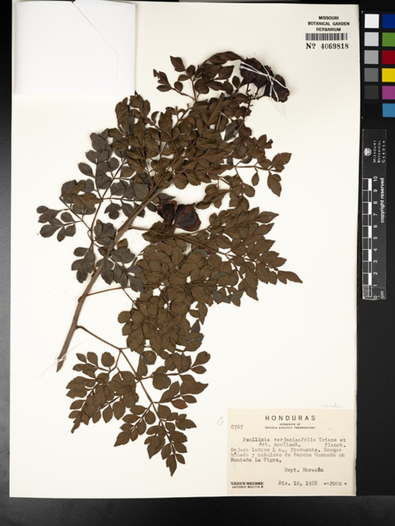 Paullinia hondurensis photo 4