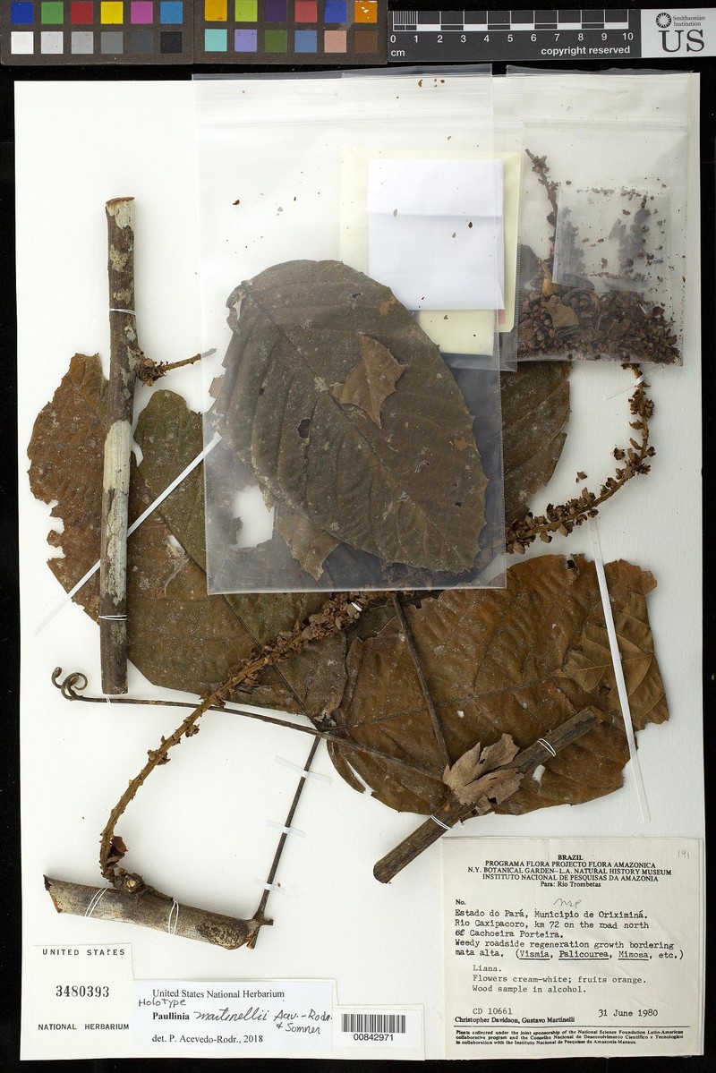 Paullinia martinellii
