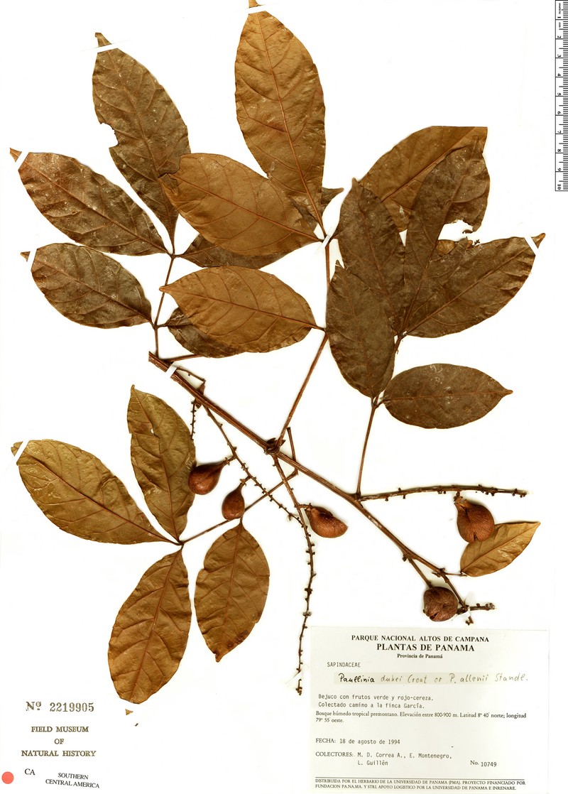 Paullinia obovata subsp. obovata
