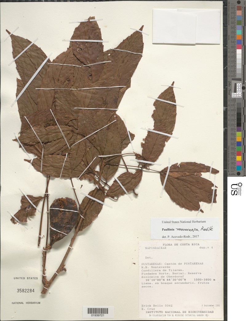 Paullinia obovata subsp. obovata photo 2