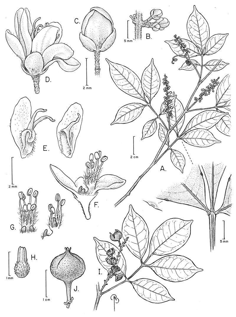 Paullinia oldemanii