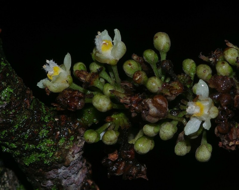 Paullinia prevostiana photo 2
