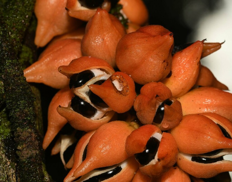 Paullinia prevostiana photo 3
