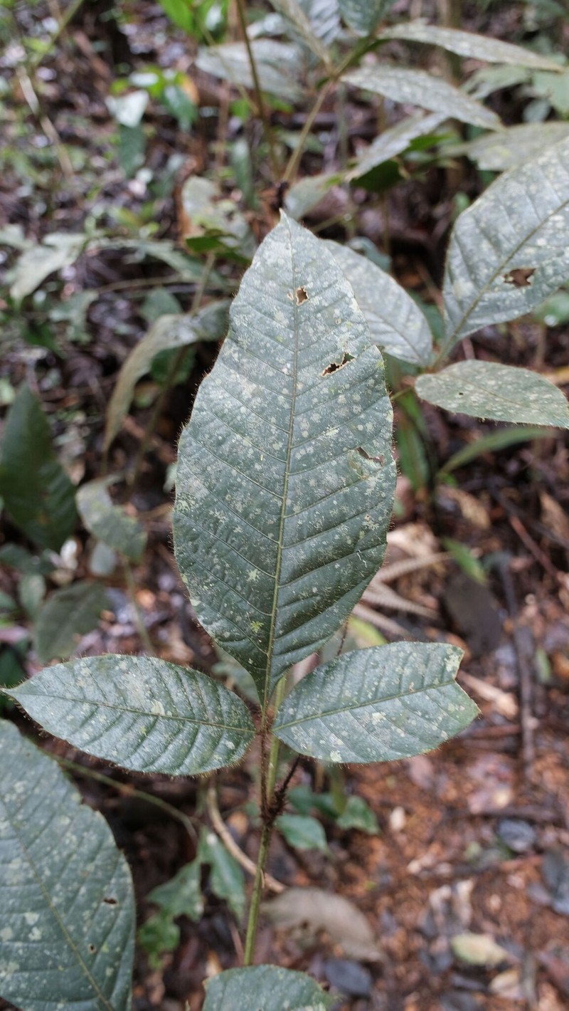 Paullinia rubiginosa subsp. setosa