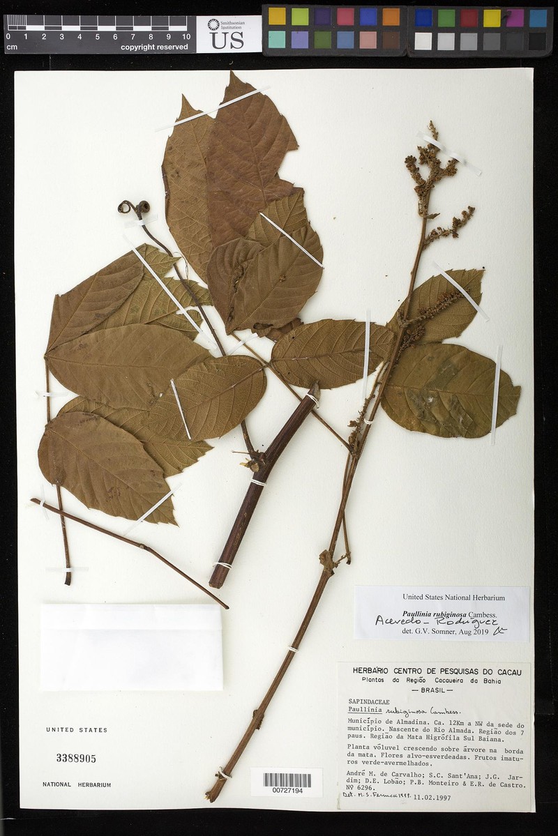 Paullinia rubiginosa subsp. setosa photo 2