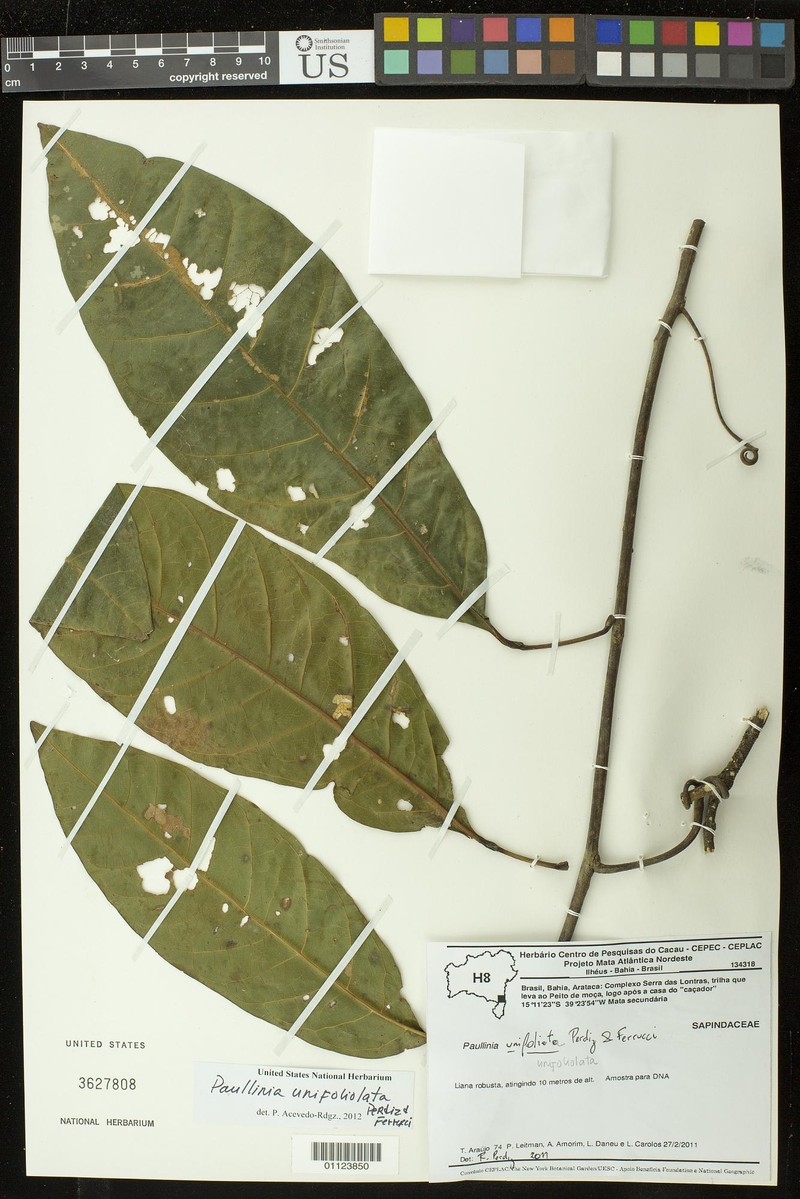 Paullinia unifoliolata