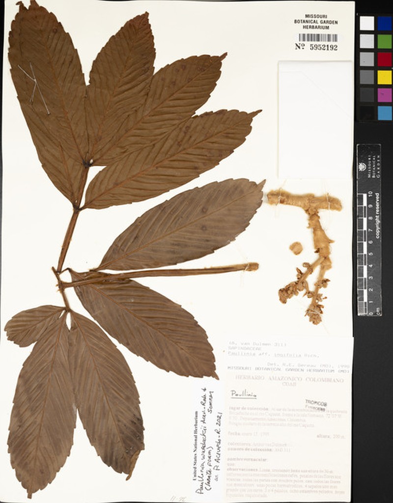 Paullinia wurdackii