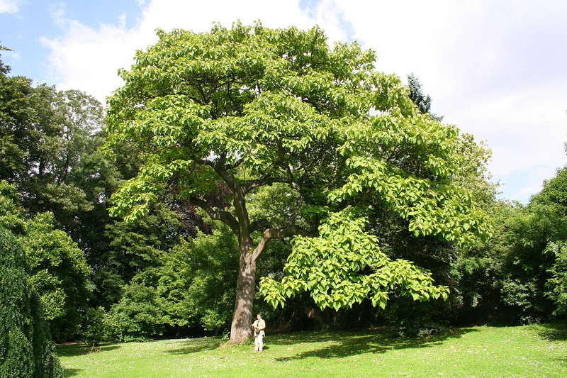 Princesstree