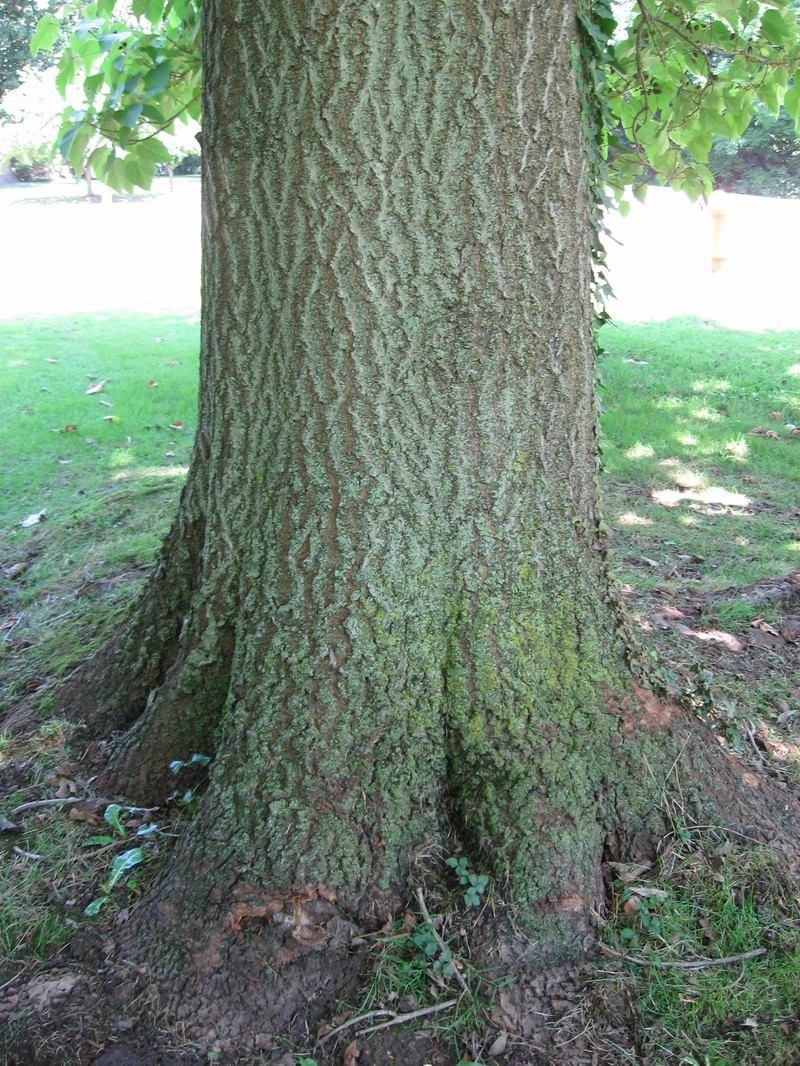 Princesstree photo 5