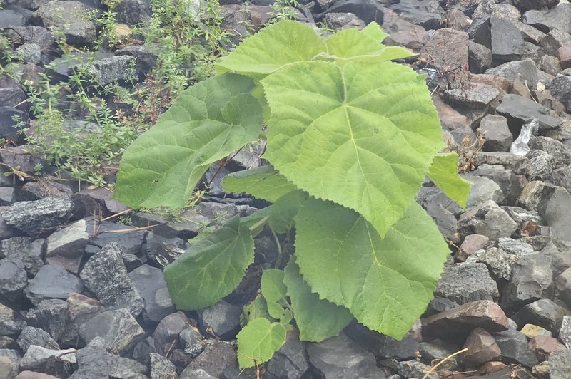 Paulownia tomentosa var. tomentosa