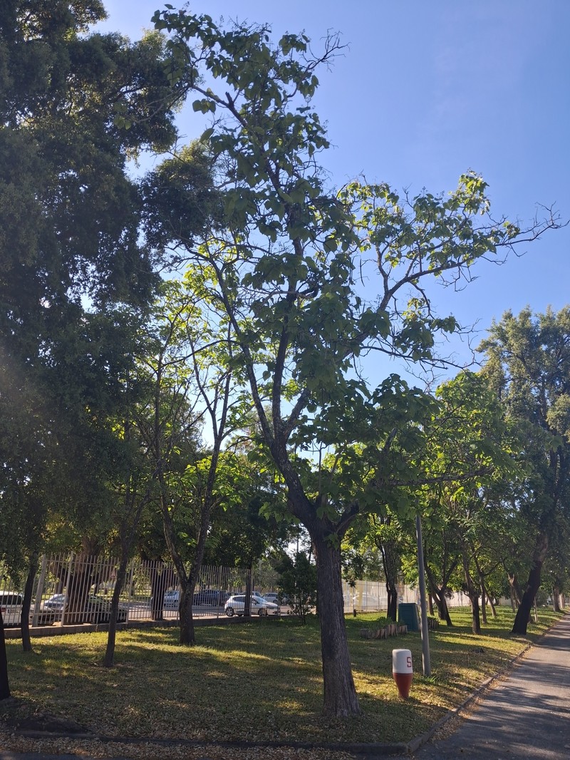 Paulownia tomentosa var. tomentosa photo 2