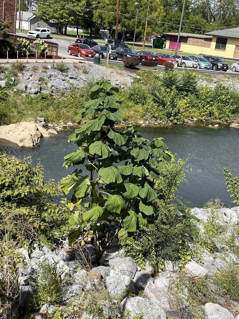 Paulownia tomentosa var. tomentosa photo 3