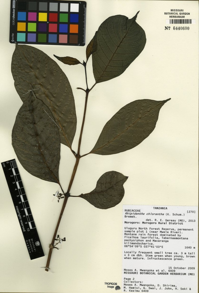 Pauridiantha chlorantha