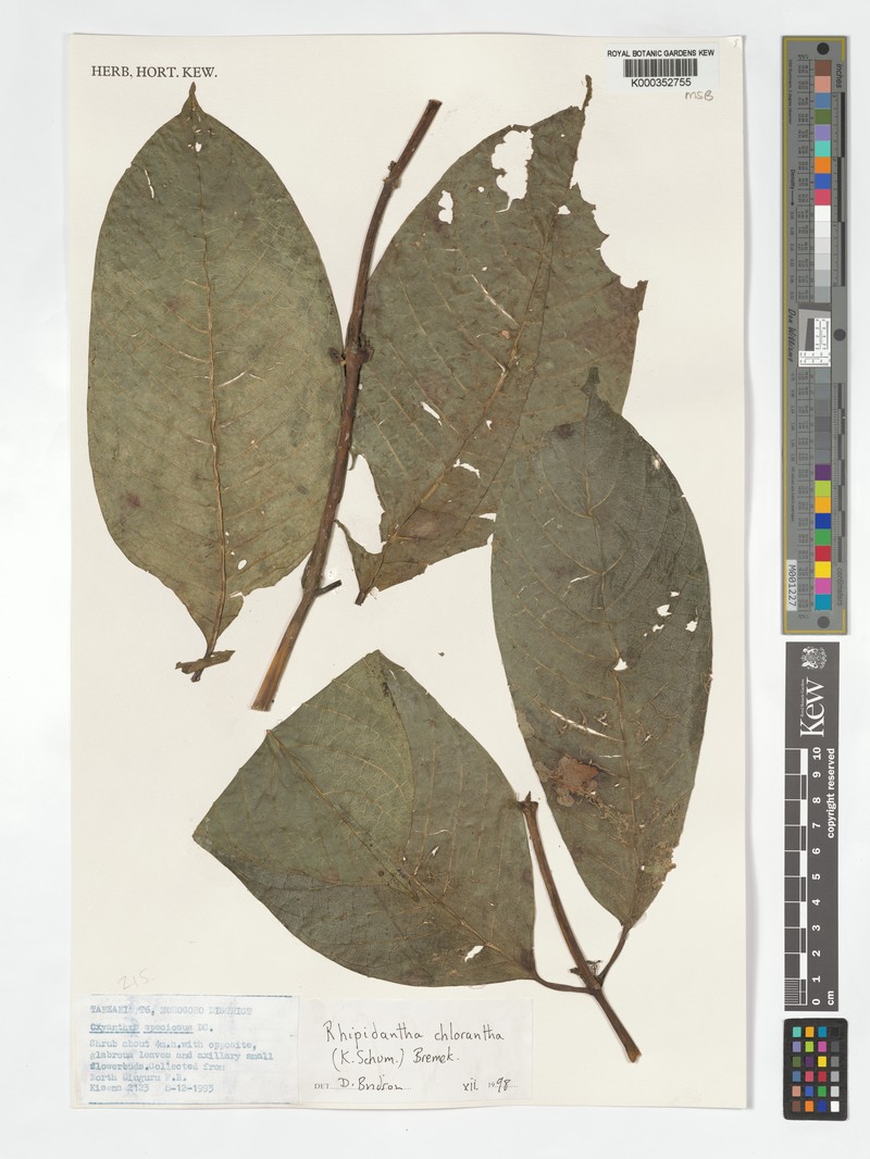 Pauridiantha chlorantha photo 2