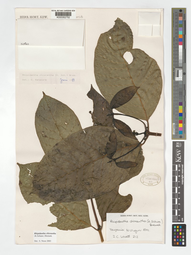 Pauridiantha chlorantha photo 3