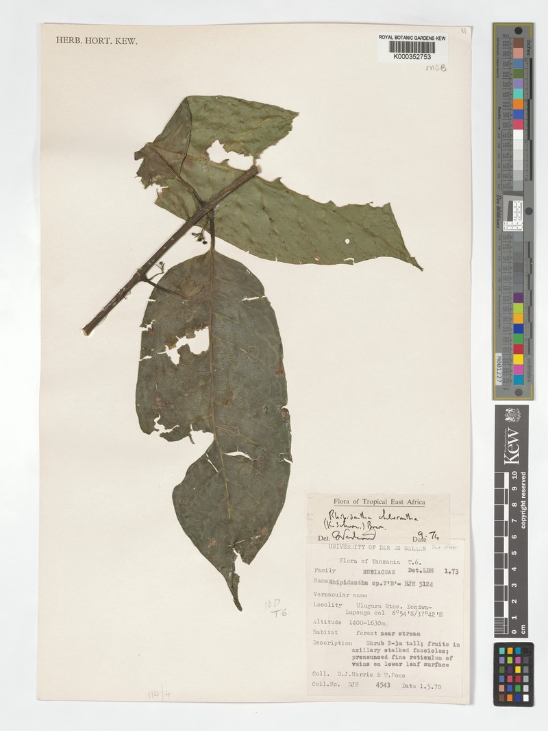 Pauridiantha chlorantha photo 4