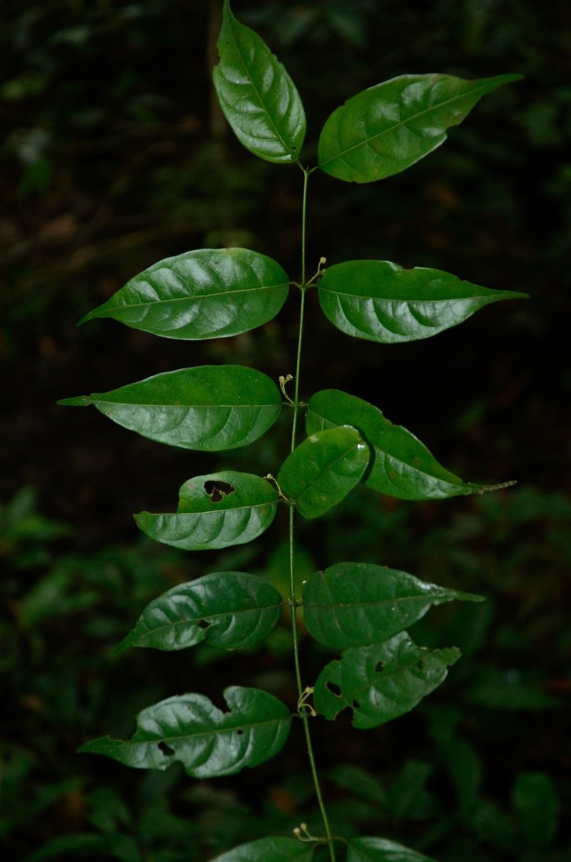 Pauridiantha gracilipes