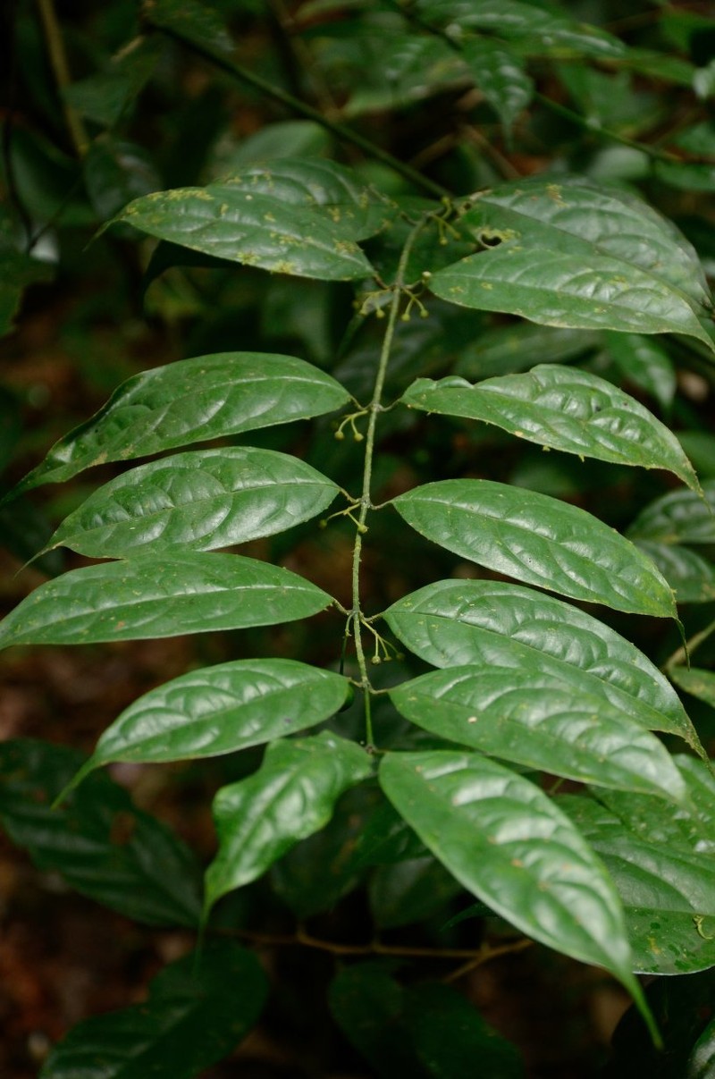 Pauridiantha gracilipes photo 2
