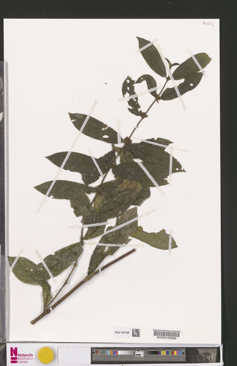 Pauridiantha halleana