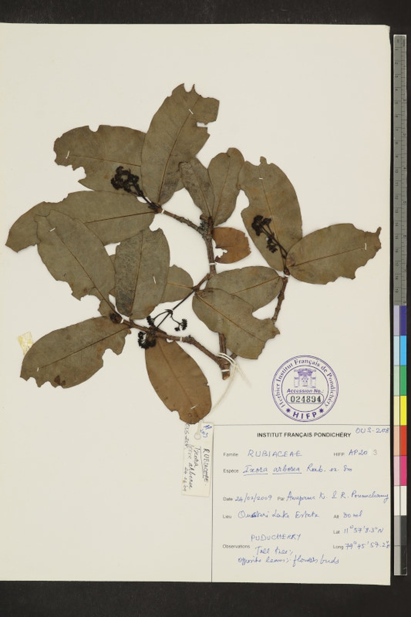 Pavetta tomentosa var. tomentosa