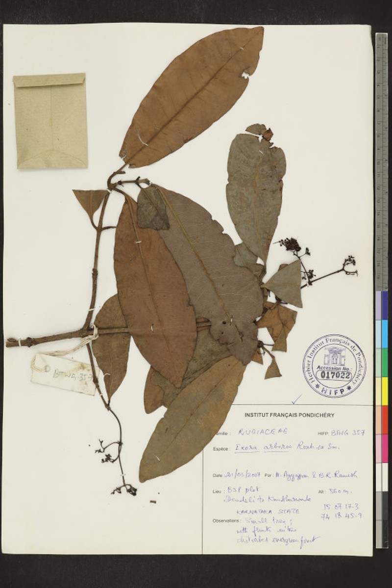 Pavetta tomentosa var. tomentosa photo 2