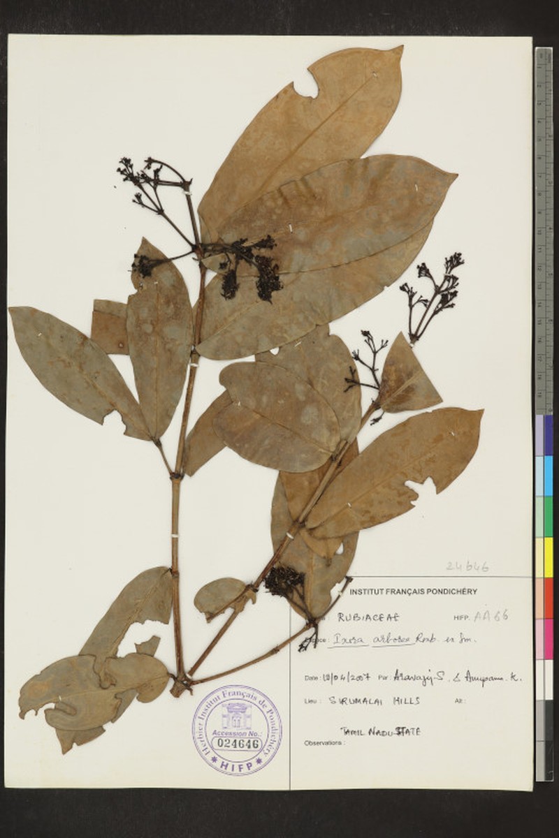 Pavetta tomentosa var. tomentosa photo 3