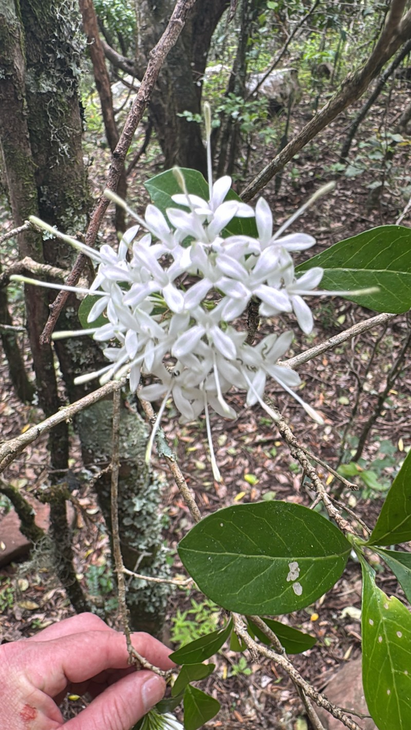 Pavetta trichardtensis var. jabulanii