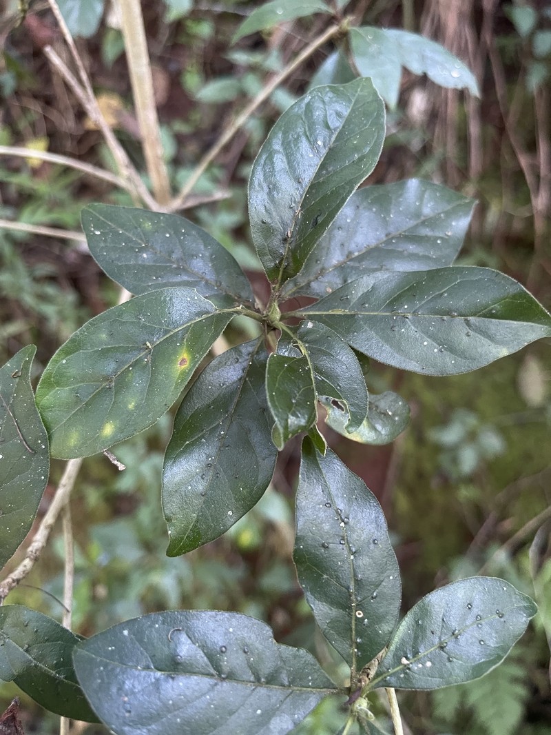 Pavetta trichardtensis var. jabulanii photo 2