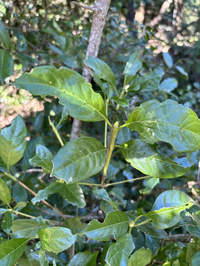 Pavetta trichardtensis var. jabulanii photo 3