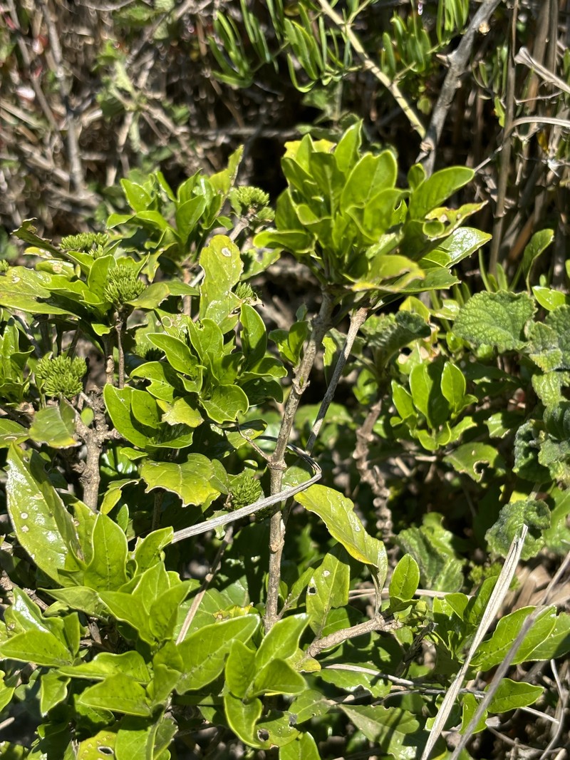 Pavetta trichardtensis var. jabulanii photo 4