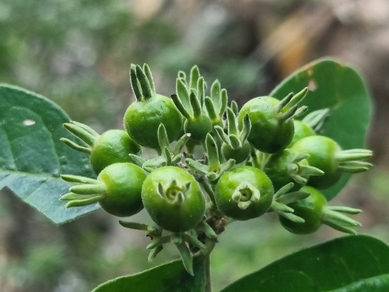 Pavetta trichardtensis var. trichardtensis