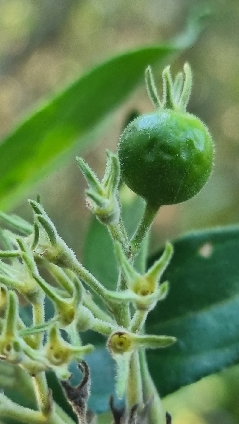Pavetta trichardtensis var. trichardtensis photo 2