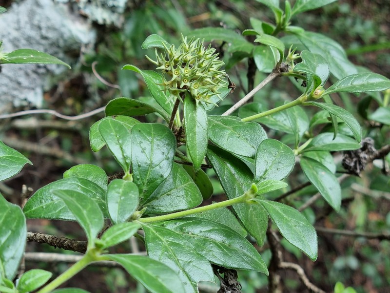 Pavetta trichardtensis var. trichardtensis photo 3
