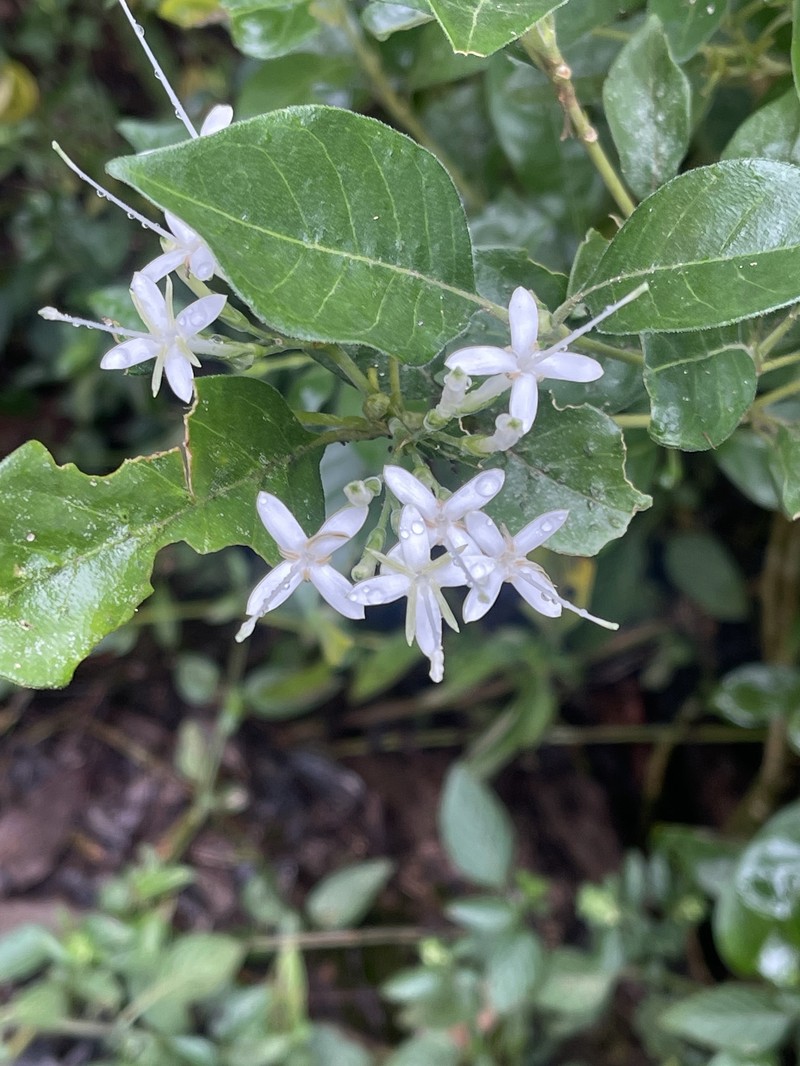 Pavetta trichardtensis var. trichardtensis photo 4