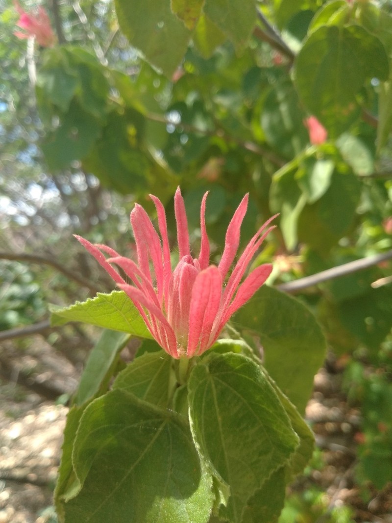 Pavonia capivarensis