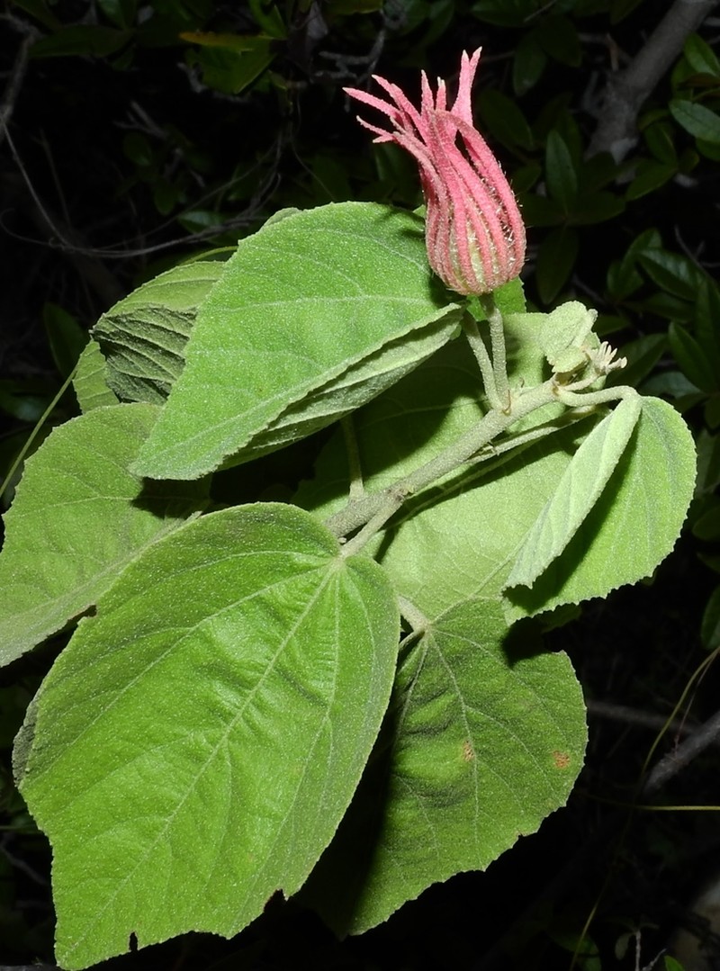 Pavonia capivarensis photo 2