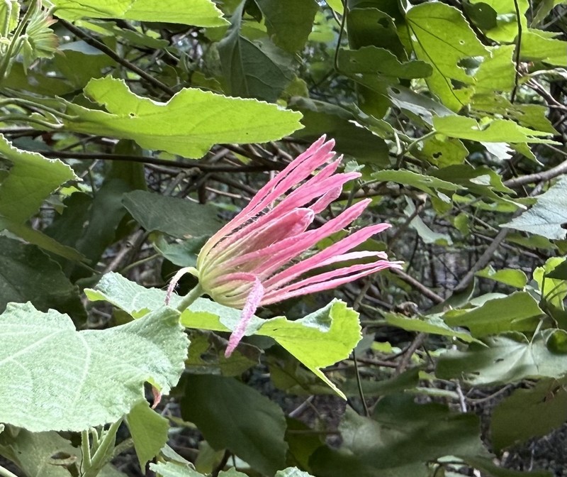 Pavonia capivarensis photo 3