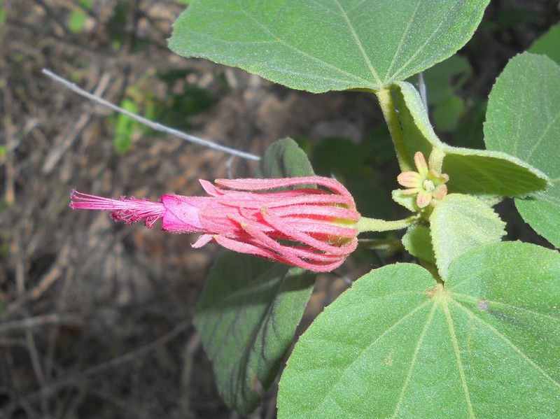 Pavonia capivarensis photo 4