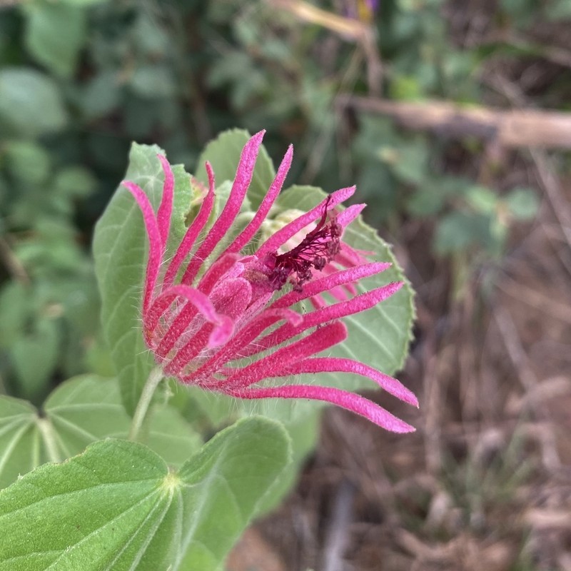 Pavonia capivarensis photo 5