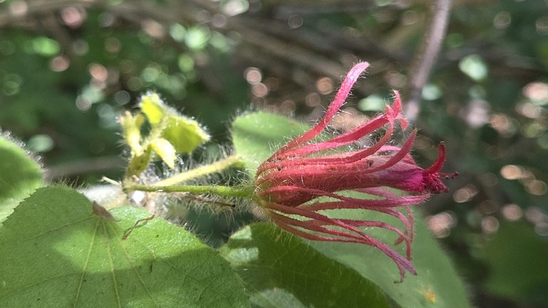 Pavonia capivarensis photo 6