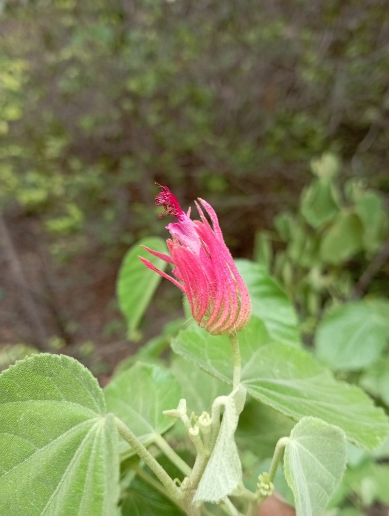 Pavonia capivarensis photo 7