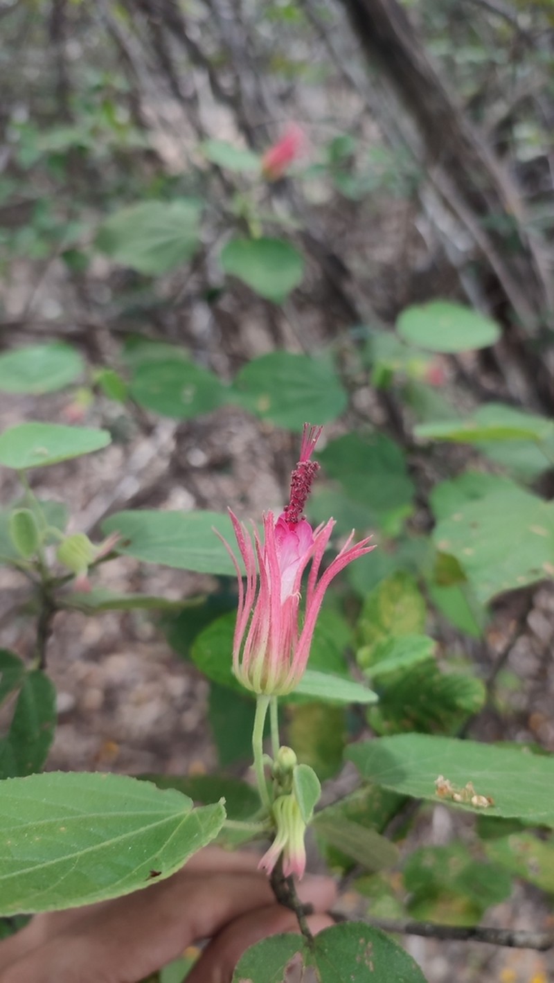 Pavonia capivarensis photo 8