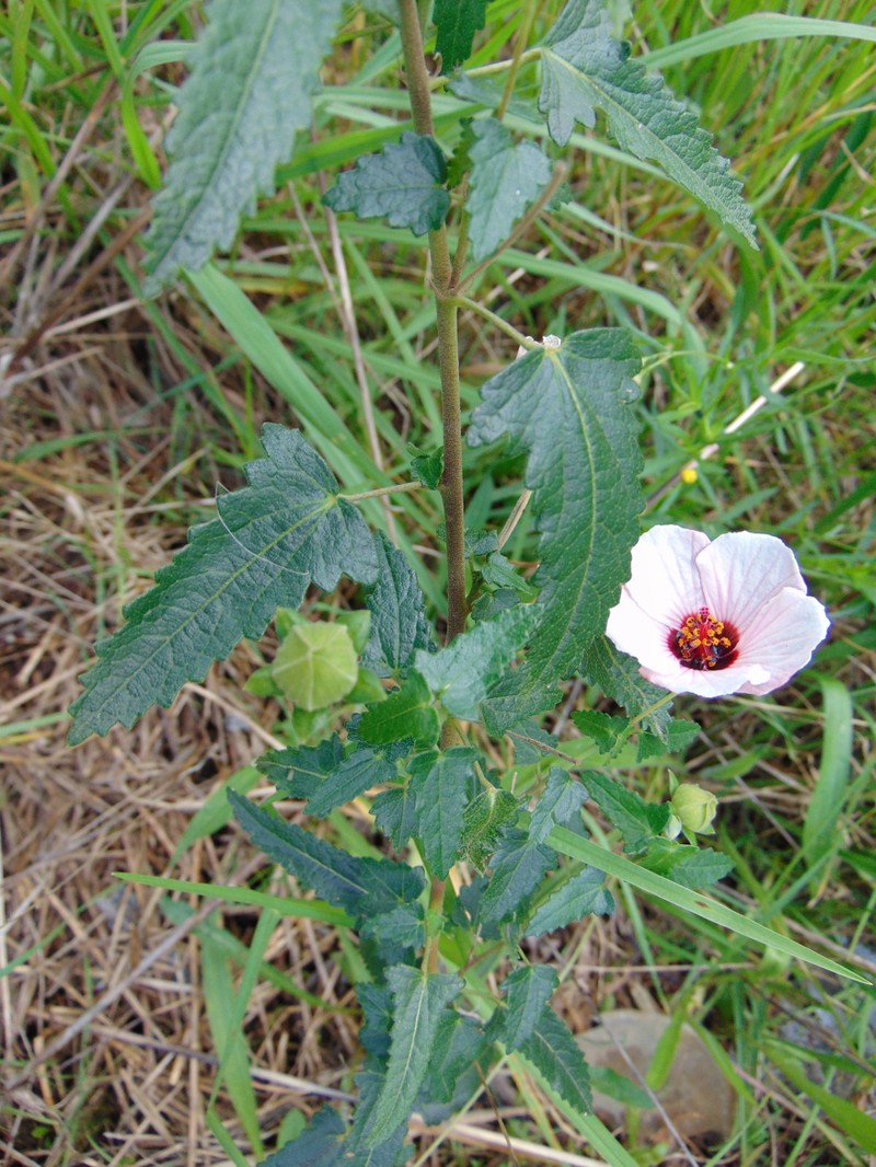 Spearleaf Swampmallow photo 4