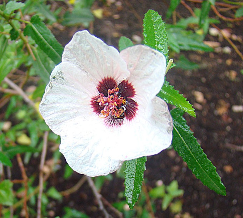 Spearleaf Swampmallow photo 5