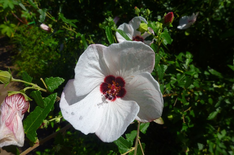 Spearleaf Swampmallow photo 6