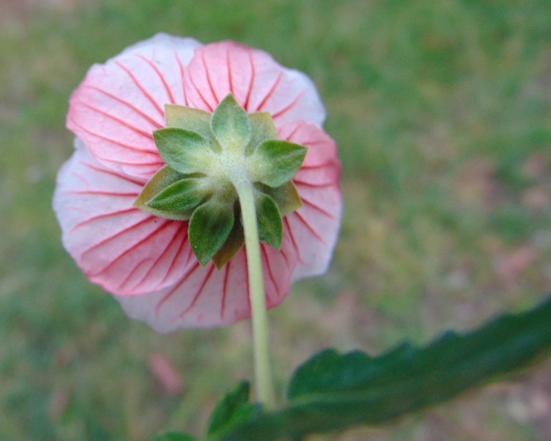 Spearleaf Swampmallow photo 2